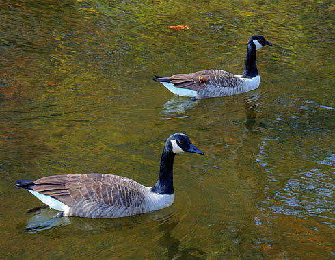 Floating Photograph by Vicki Minor - Fine Art America