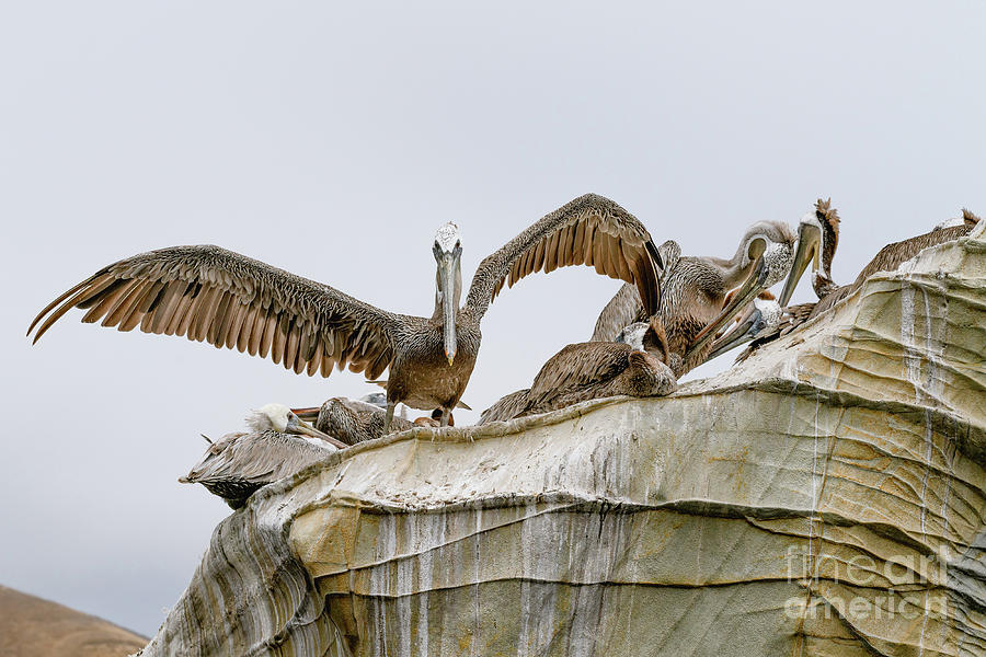 Bird Photograph - Flock of pelicans on a cliff top.   #1 by Hanna Tor