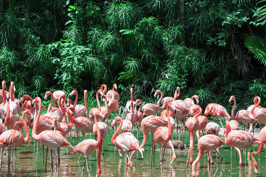 Flock of Pink Caribbean flamingos in water Photograph by Bill Roque ...