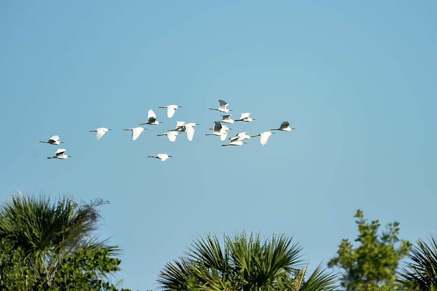 Flock of snowy egrets flying over the vegetation #1 Photograph by Dan Friend