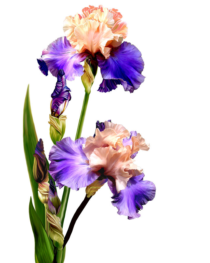Florentine Silk Iris #2 Mixed Media by Anthony Seeker