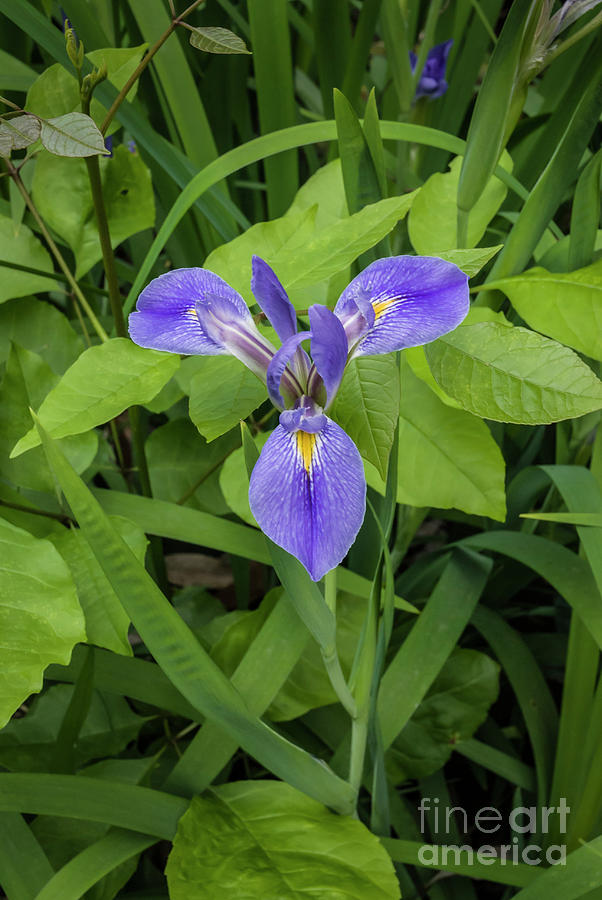 Spring Photograph - Florida Blue Flag Iris #1 by John Arnaldi
