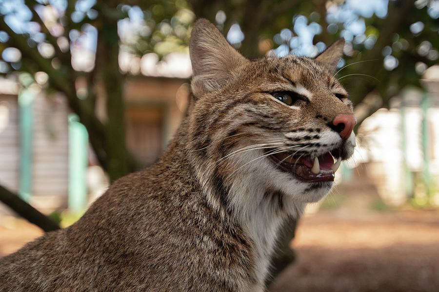 Florida Bobcat #2 Photograph by Carolyn Hutchins