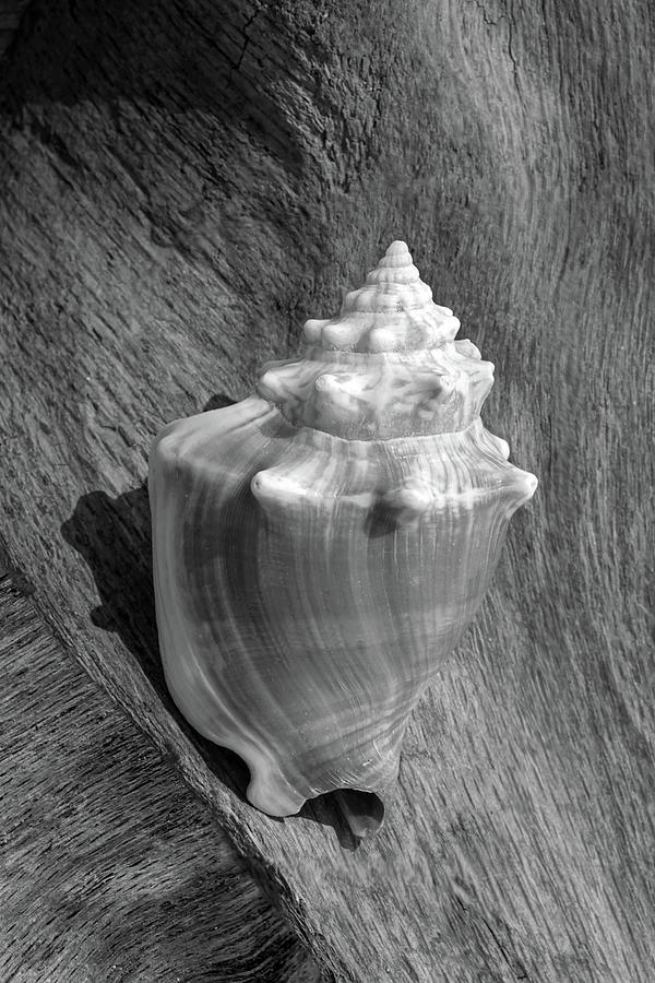 Florida Fighting Conch Photograph