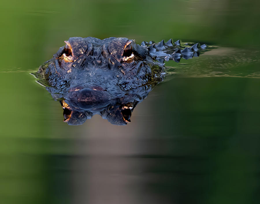 Nature Photograph - Florida Gator #1 by Larry Marshall