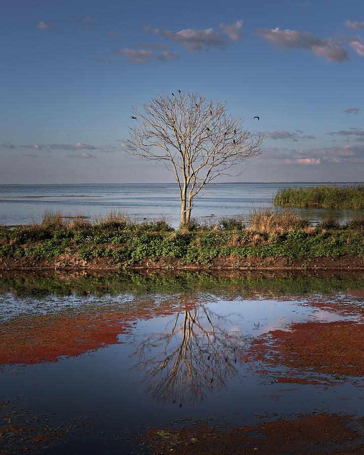 Reflection of a Solitary Tree Photograph by Lars Mikkelsen