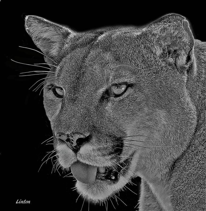 Florida Panther 5 #1 Digital Art by Larry Linton