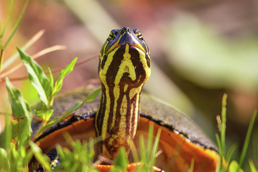 Florida Redbelly Turtle Photograph by Celso Diniz | Pixels