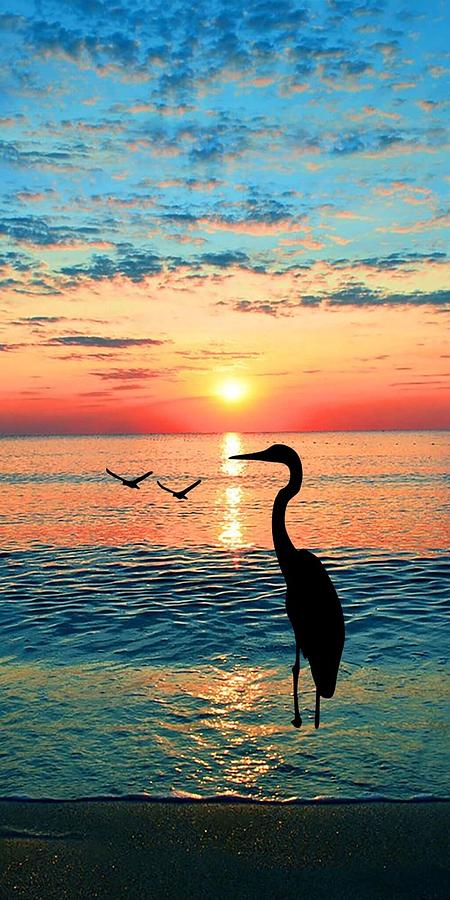 Heron Photograph - Florida Sunset #1 by Tony James Williams