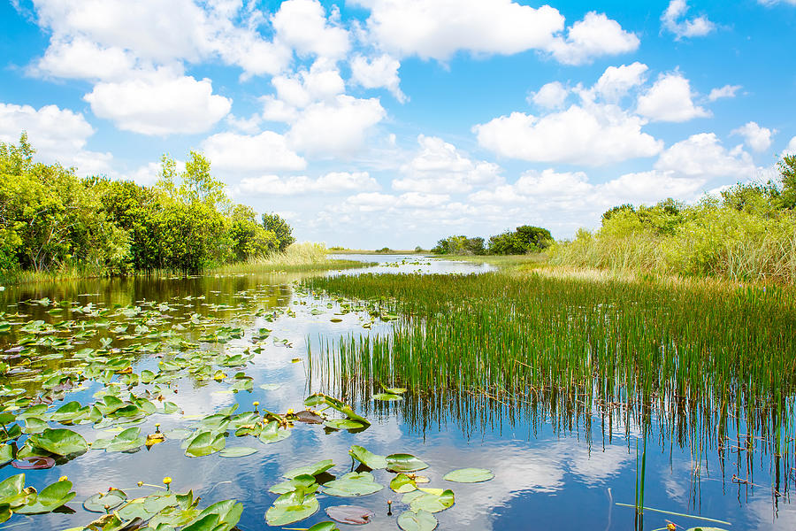 Florida wetland, Airboat ride at Everglades National Park in USA. #1 Photograph by Romrodinka