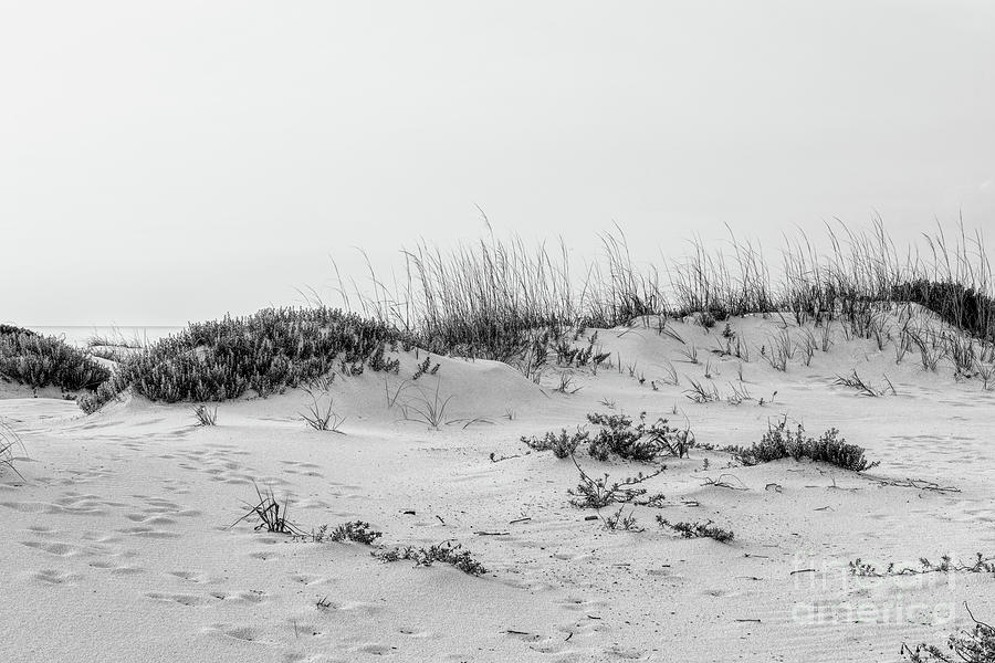 Florida White Sand Dunes Grayscale Sunrise Photograph by Jennifer White