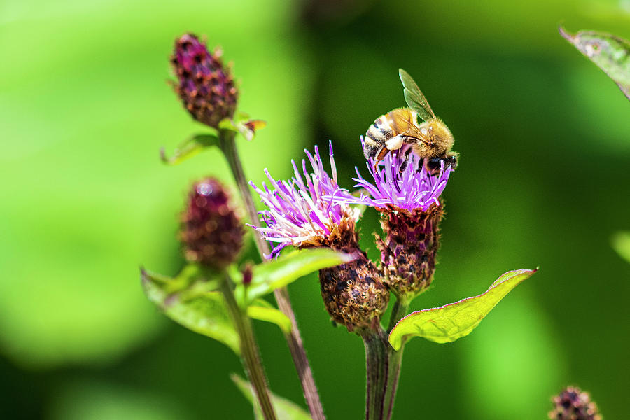 Flower And Bee. Photograph