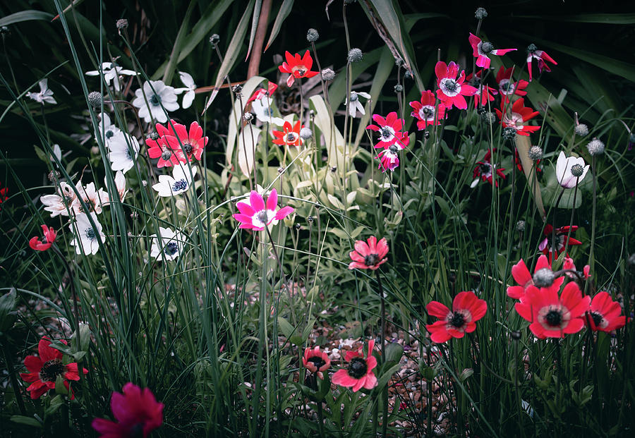 Flower Bed Photograph