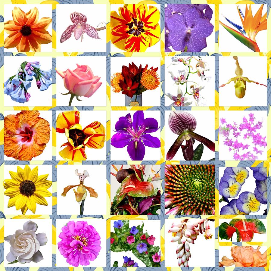 Flower collage  #1 Photograph by Gini Moore
