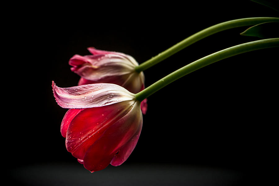 Tulip Photograph - Flower Duet  #1 by Maggie Terlecki