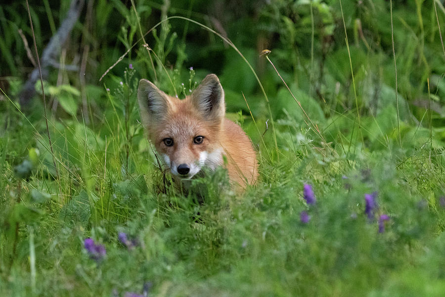 Flower Fox Photograph by Chris Artist - Fine Art America