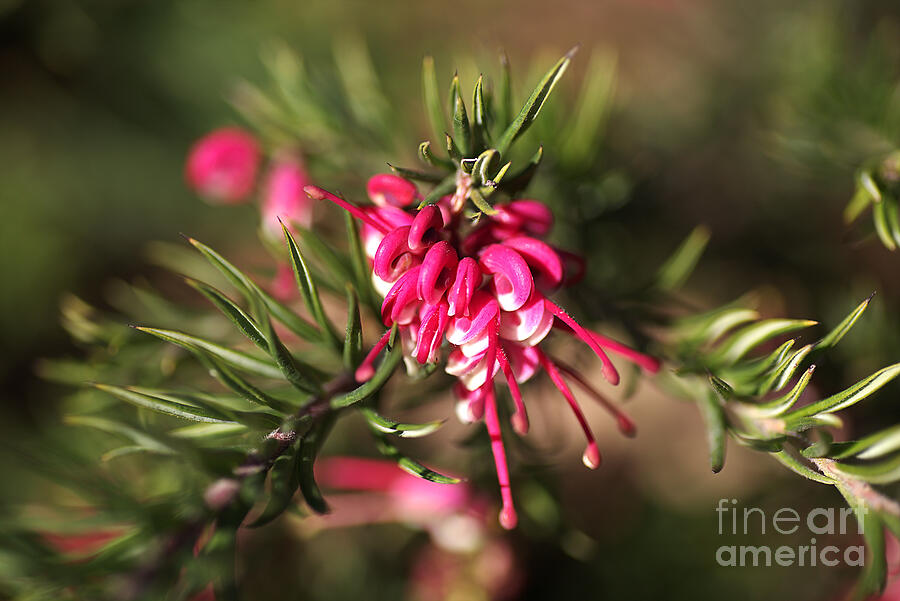 flower-grevillea-Australian native #1 Photograph by Joy Watson