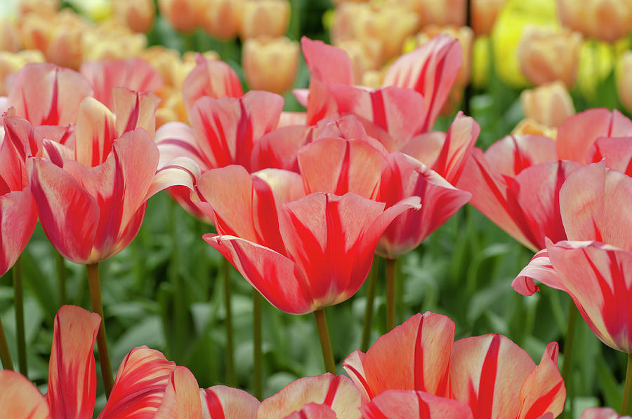 Flower Power. Triumph Tulipa Spryng Break #1 Photograph by Jenny Rainbow