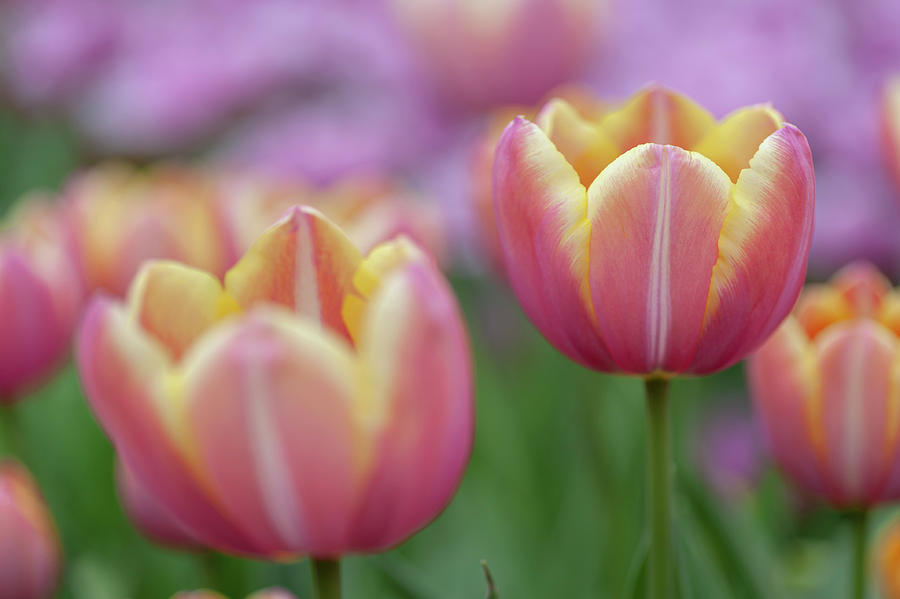Flower Power. Tulipa Yellow Jumbo Beauty #1 Photograph by Jenny Rainbow