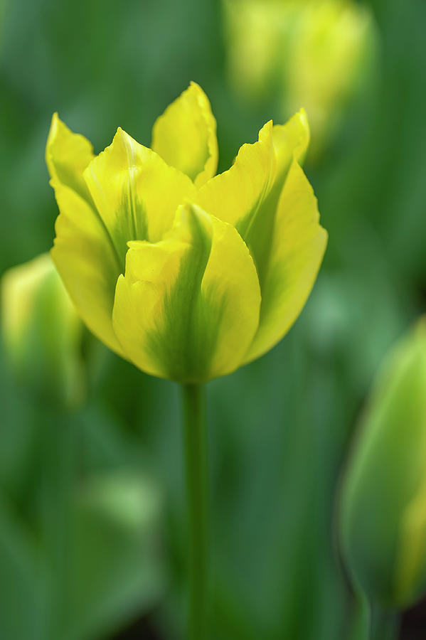 Flower Power. Viridiflora Tulipa Yellow Springgreen #2 Photograph by Jenny Rainbow