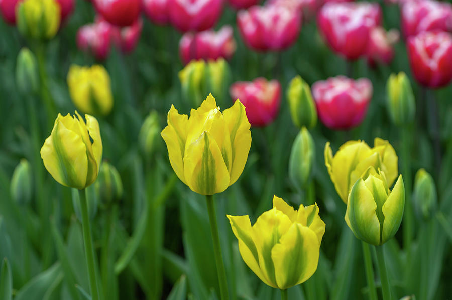 Flower Power. Viridiflora Tulips Yellow Springgreen #1 Photograph by Jenny Rainbow