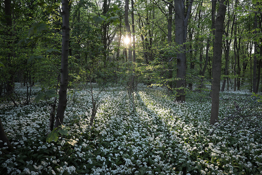 Flowering Garlic Covers Woodland Floor Photograph by Dan Kitwood Flowering Garlic Covers Woodland Floor Photograph by Dan Kitwood