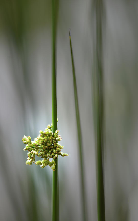 Flowers Still Life Photograph - Flowering Reeds #1 by Phil And Karen Rispin