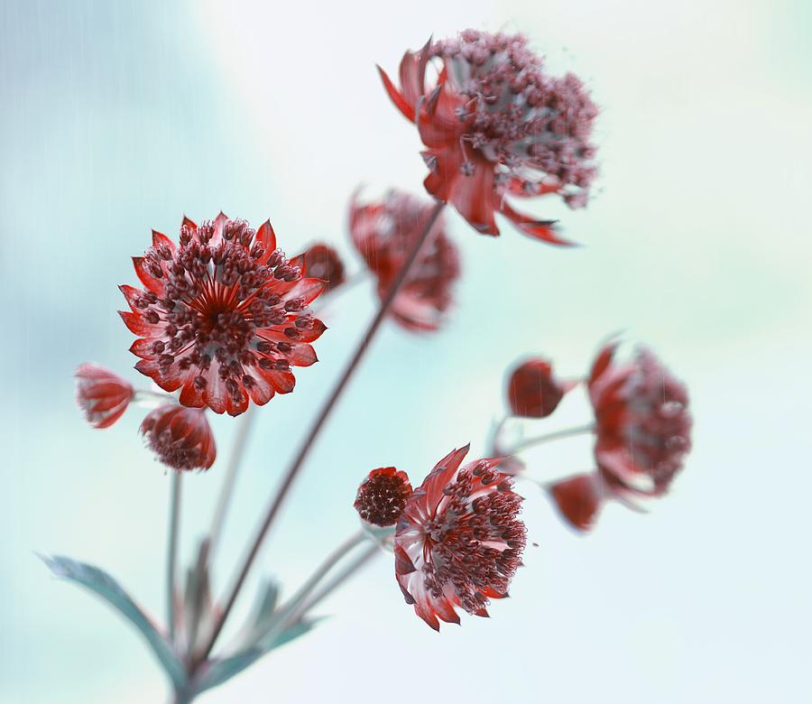 Flower Photograph - Flowers Astrantia Star of fire #1 by Iwona Sikorska