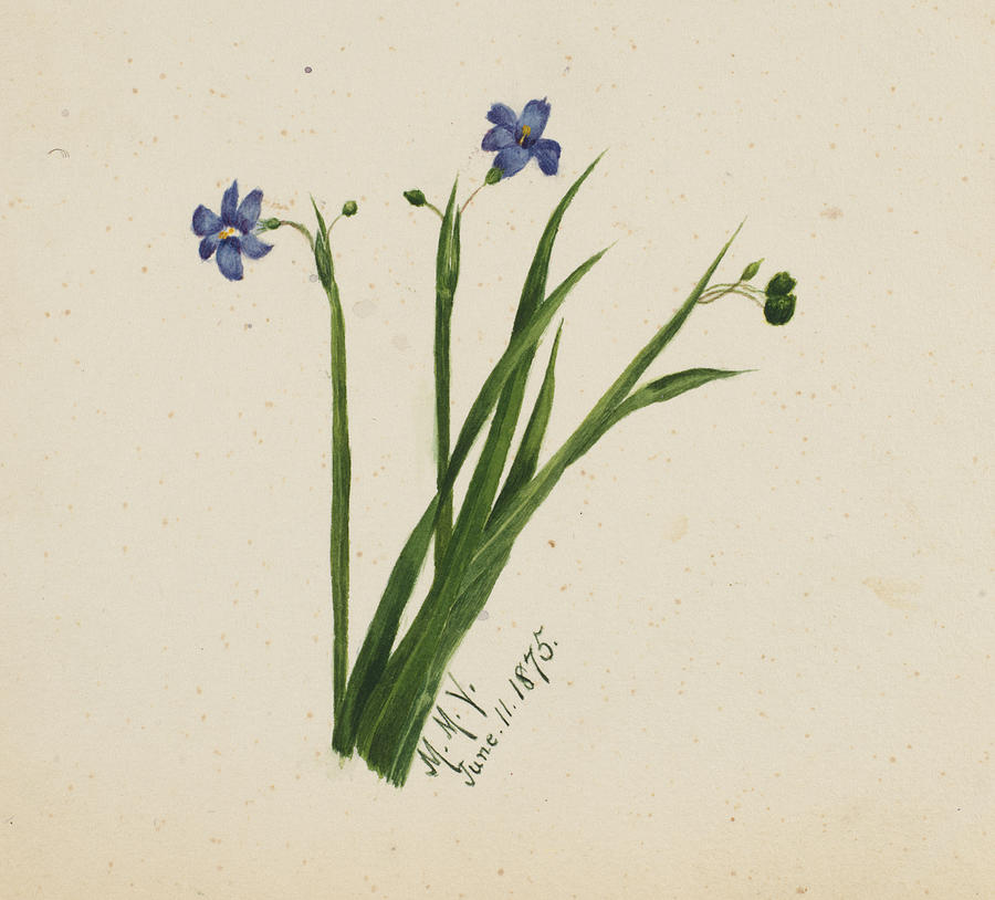 Flowers By Mary Vaux Walcott Drawing