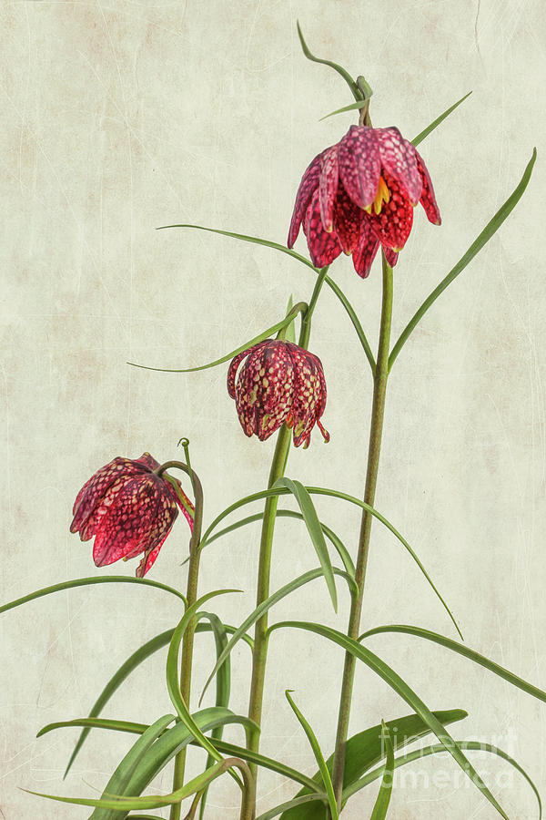 Flowers Of The Fritillaria Meleagris Photograph