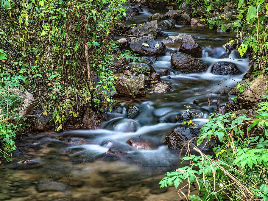 Flowing Stream in the Wild by Anthony Dezenzio Flowing Stream in the Wild by Anthony Dezenzio