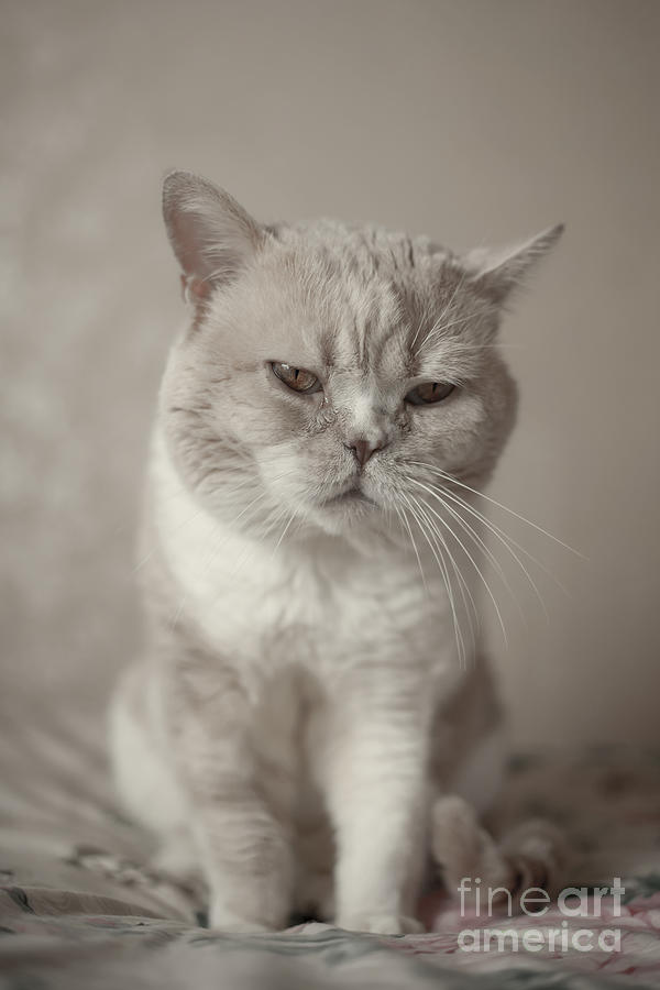 Fluffy Cat Photograph
