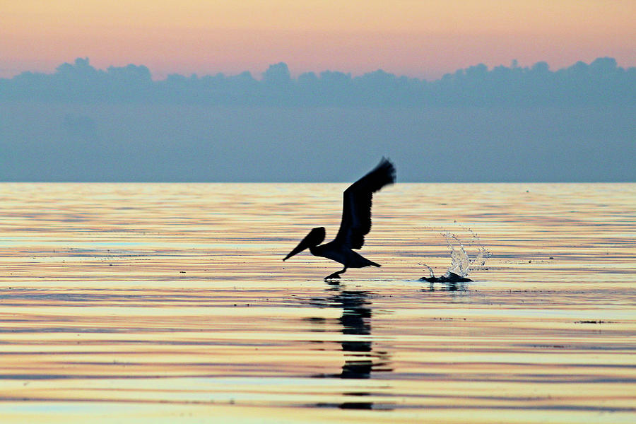 Fly Away Pelican #1 Photograph by Robert Banach
