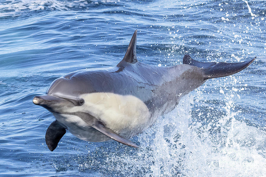 Flying Dolphin #3 Photograph by Loriannah Hespe