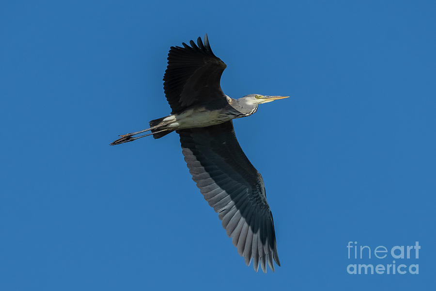 Flying Gray Heron Ardea cinerea Costa Ballena Cadiz #1 Photograph by Pablo Avanzini
