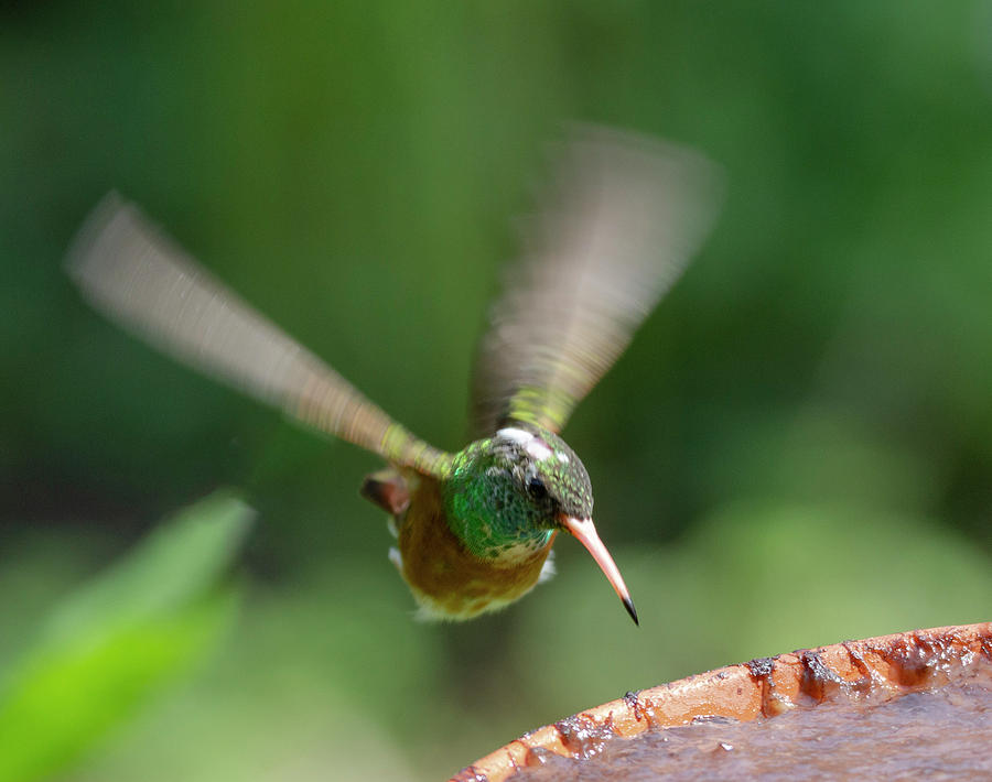 Flying hummingbird #1 Photograph by Pietro Ebner