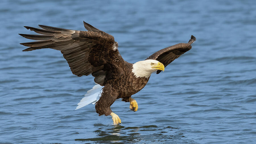 Flying Low #2 Photograph by Mike Yeatts - Fine Art America