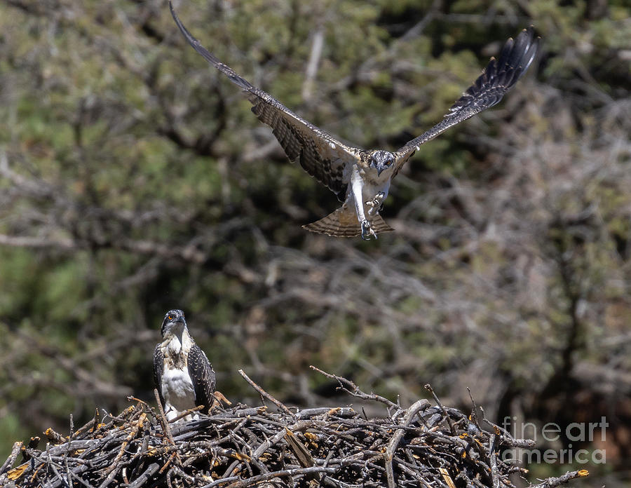 Flying Osprey #1 Photograph by Steven Krull
