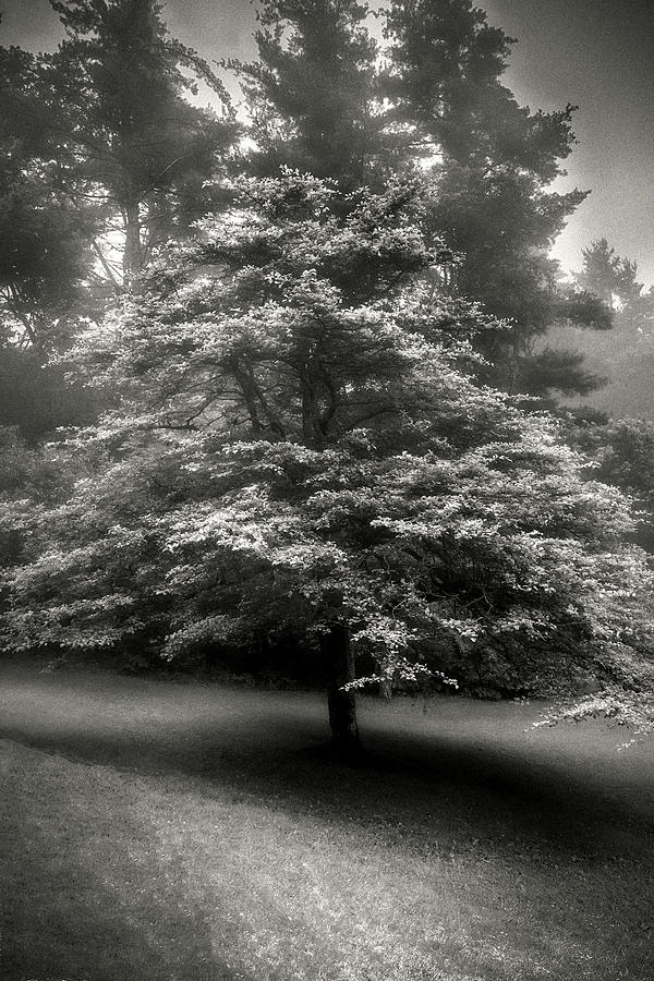 Fog Bound #1 Photograph by Paul Mangold