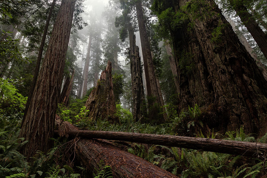 Fog in the Redwood Forest Canopy #1 Photograph by Rick Pisio