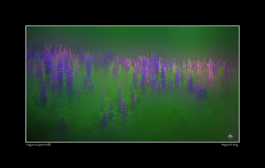Fog on a Lupine Field Poster Photograph by Wayne King