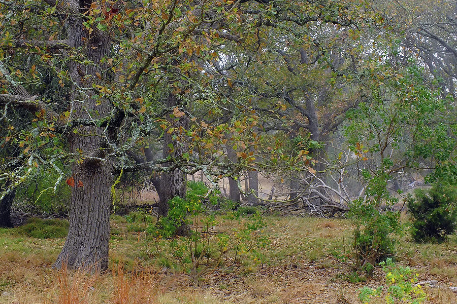 Nature Photograph - Foggy Oak Forest by Bill Morgenstern