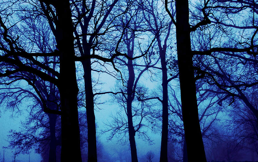 Foggy Forest Landscape Print #1 Photograph by Jacob Folger