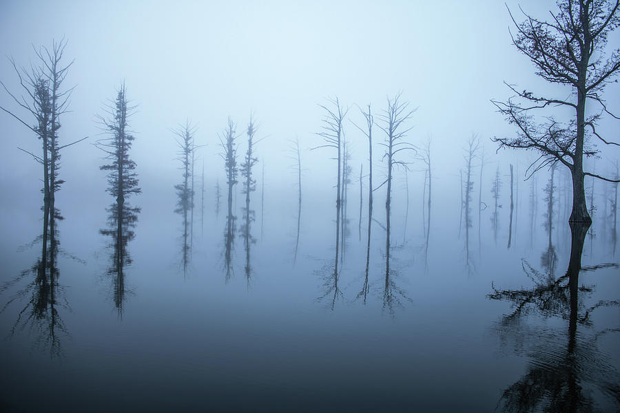 Foggy Morning #2 Photograph by Clay Guthrie