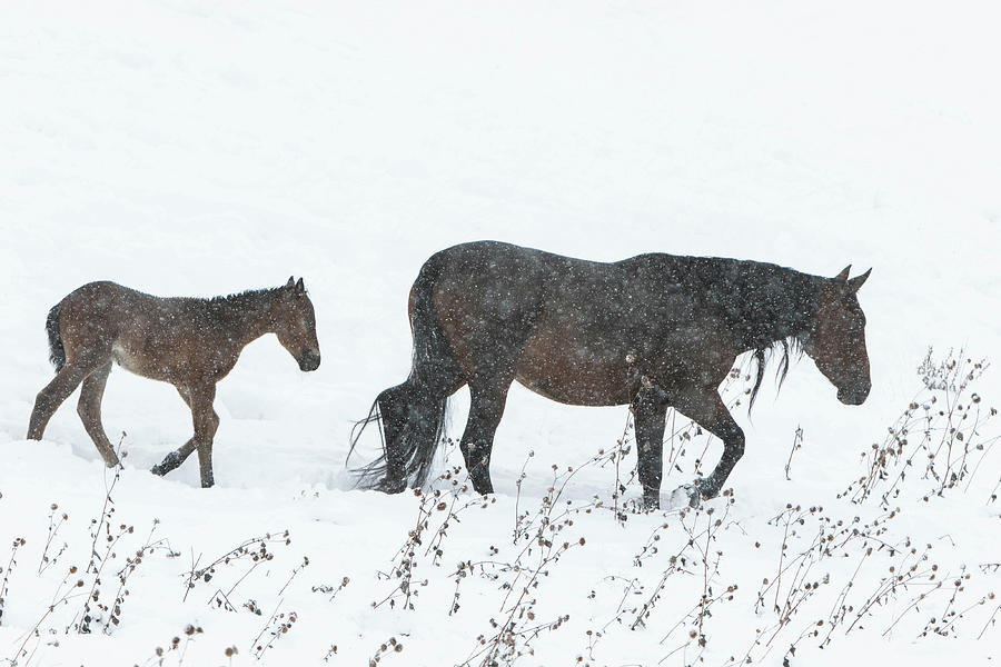 Winter Photograph - Following Mom #1 by Kent Keller