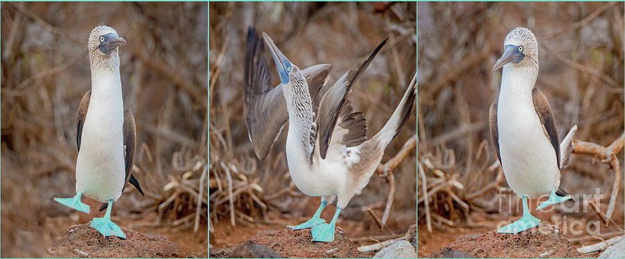 Bird Photograph - Footloose #1 by John Hartung