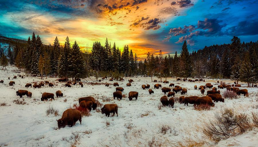 Foraging Bison At Sunset #1 Photograph by Mountain Dreams