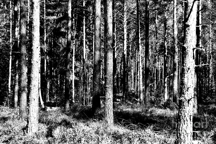 Forest 9 Photograph