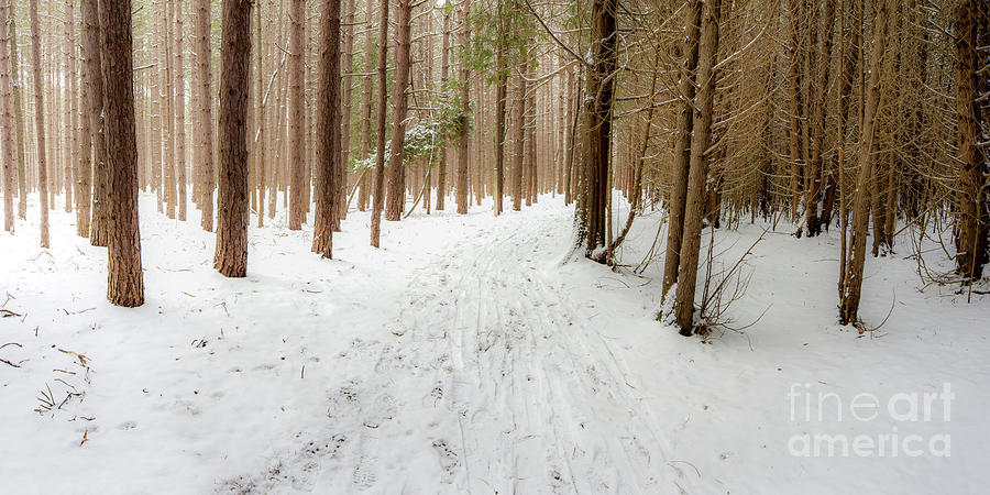 Forest Along Esch Road Photograph