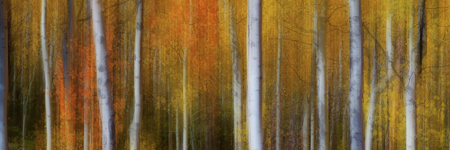Forest Color Burst Modern Abstract Panorama Photograph